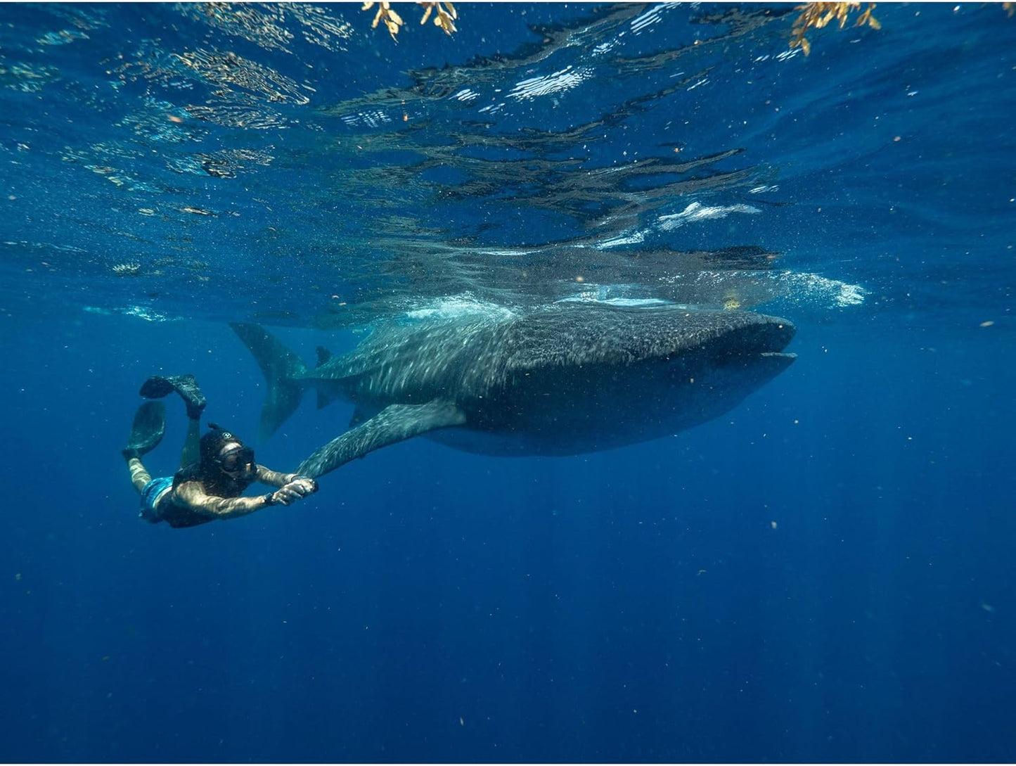 Citizen Men's Automatic Stainless Steel Watch, Silver-Tone Bracelet, Black Dial, 3 Hand Day/Date. (Model: NH7531-50E)